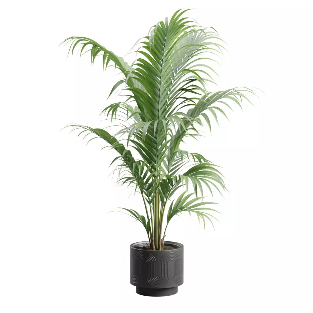 Areca Palm 3D Model – Indoor Plant in Dark Planter, PBR Textures - View 6