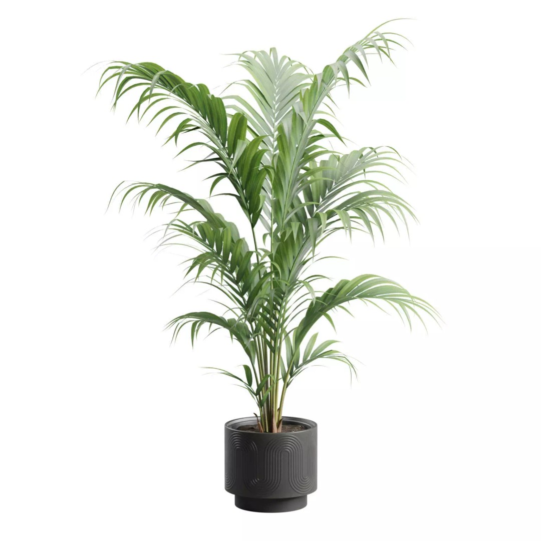 Areca Palm 3D Model – Indoor Plant in Dark Planter, PBR Textures - View 7