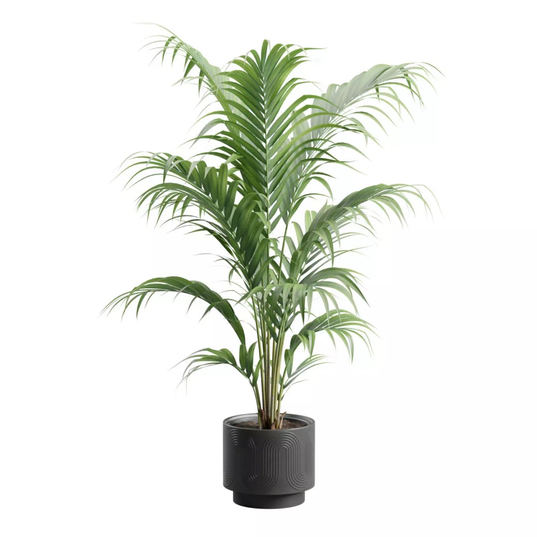Areca Palm 3D Model – Indoor Plant in Dark Planter, PBR Textures - View 8