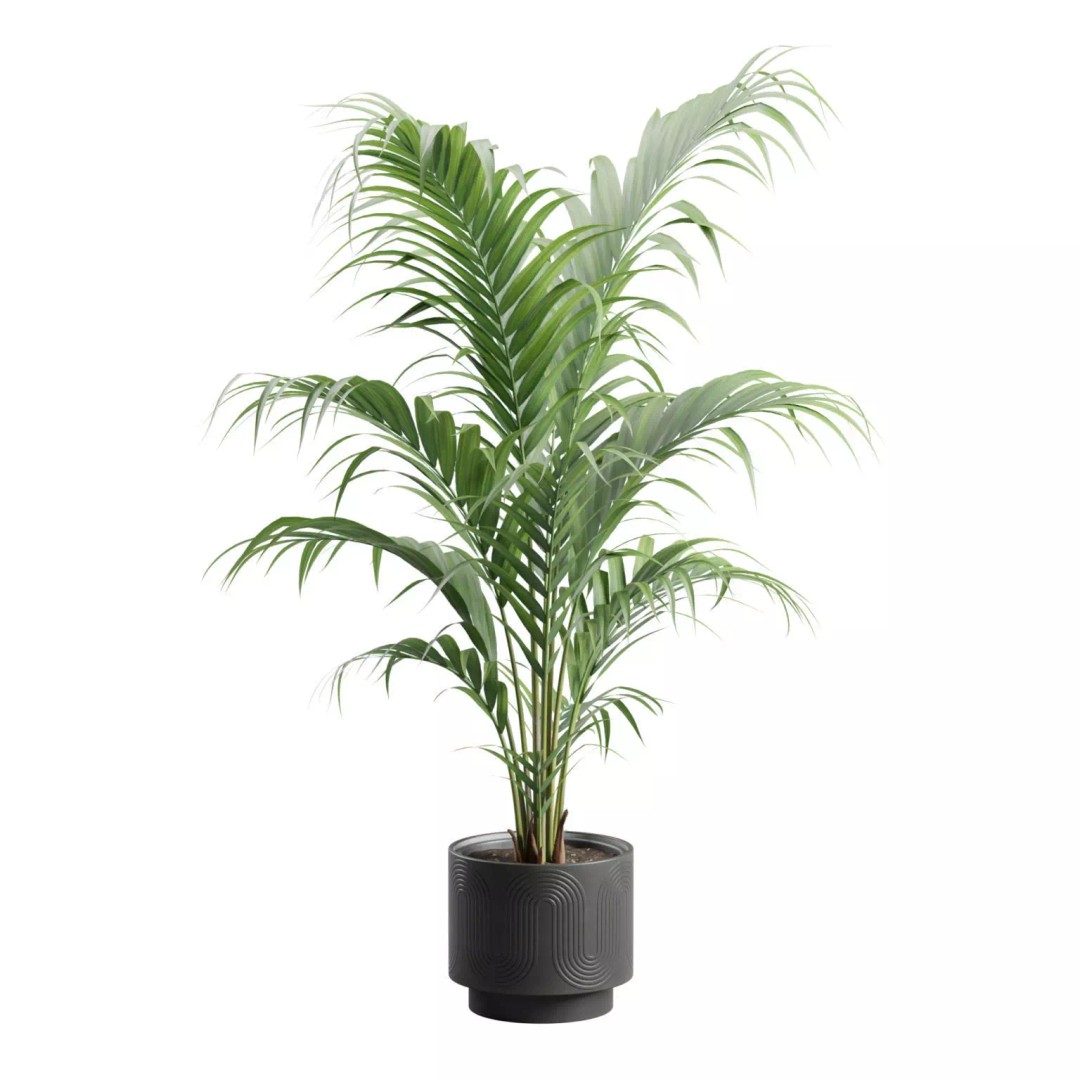 Areca Palm 3D Model – Indoor Plant in Dark Planter, PBR Textures - View 9