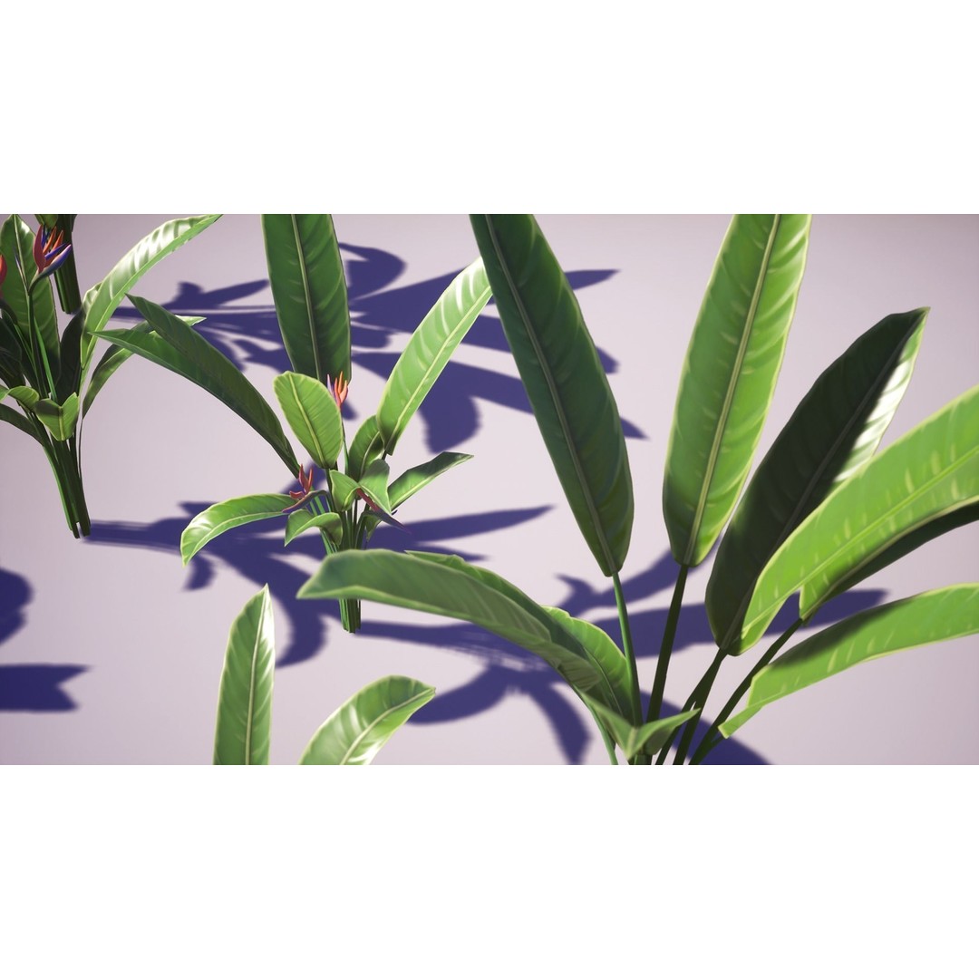 Banana and Strelitzia Plants 3D Model – Low Poly Game Ready Assets, FBX - View 14