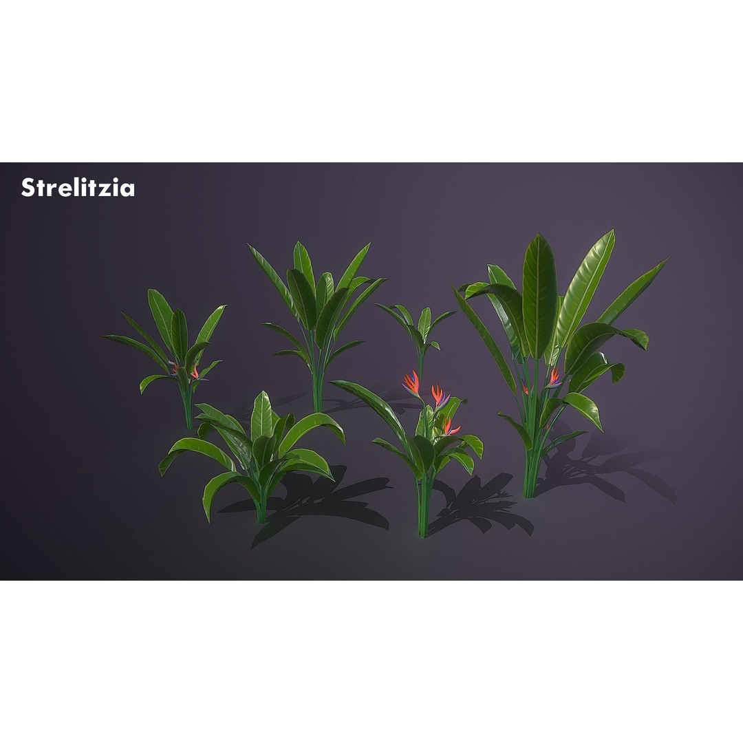 Banana and Strelitzia Plants 3D Model – Low Poly Game Ready Assets, FBX - View 5