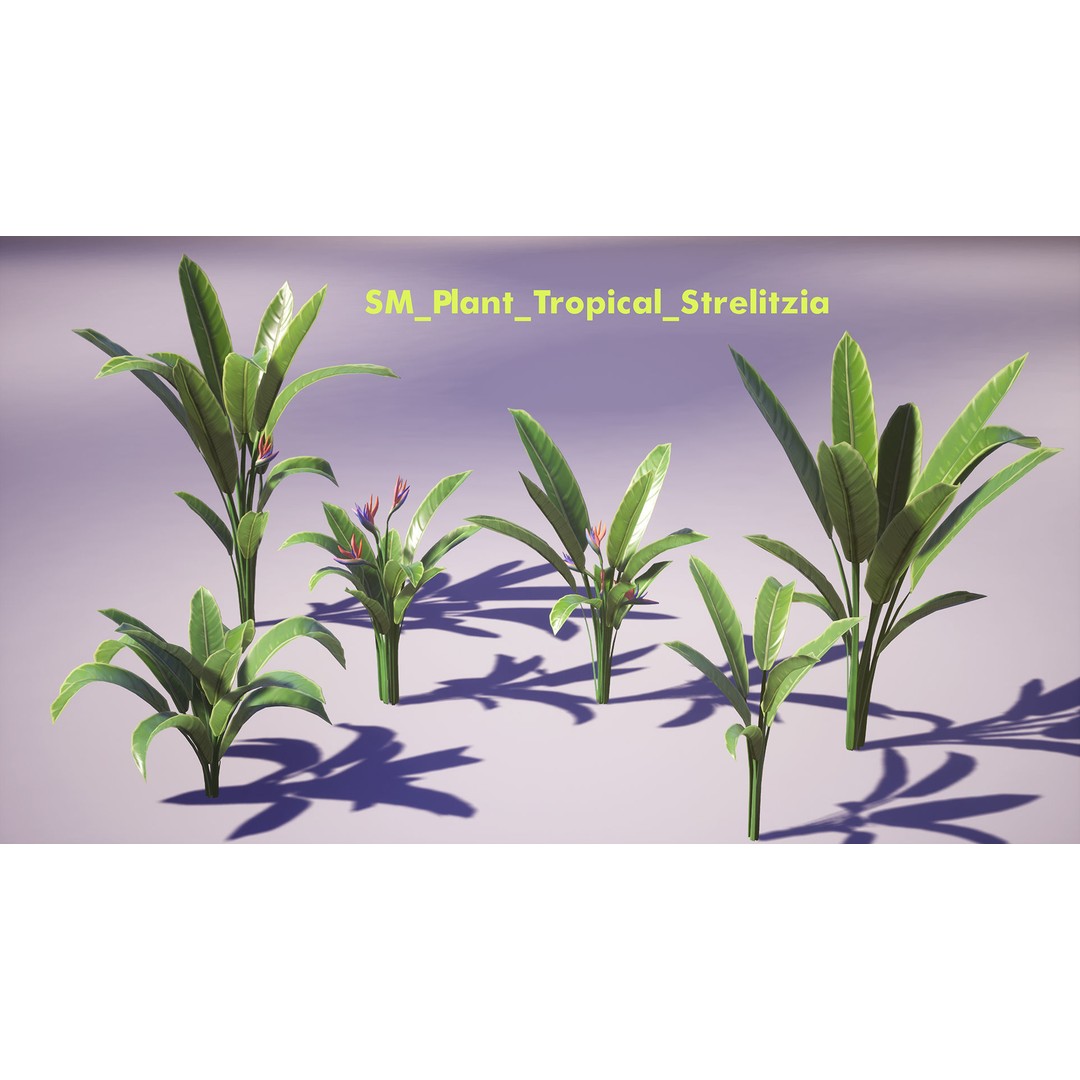 Banana and Strelitzia Plants 3D Model – Low Poly Game Ready Assets, FBX - View 9