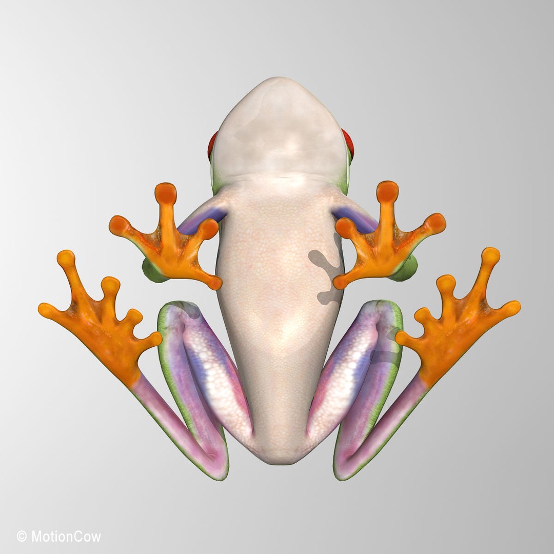 Red-Eyed Tree Frog 3D Model – Rigged PBR Animation Asset, FBX - View 12