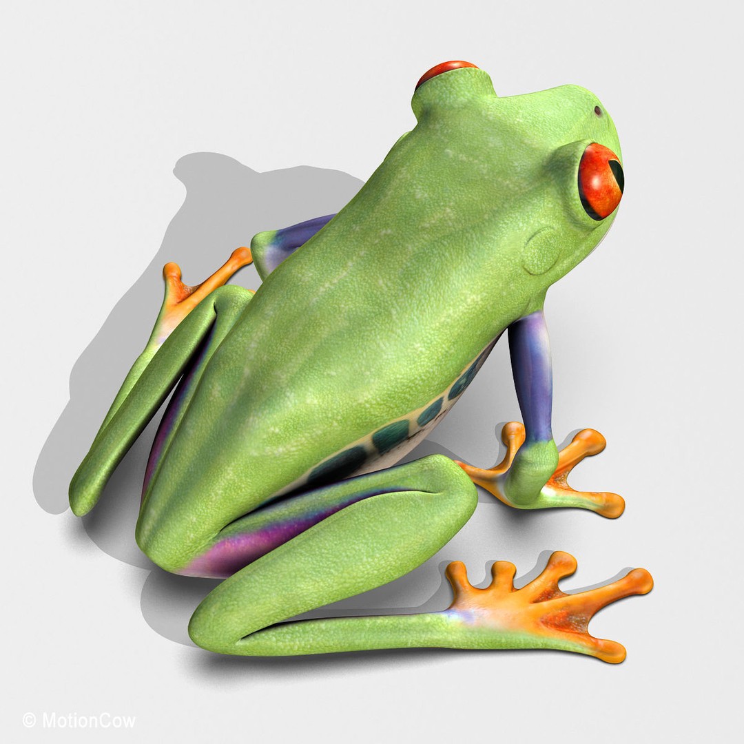 Red-Eyed Tree Frog 3D Model – Rigged PBR Animation Asset, FBX - View 13