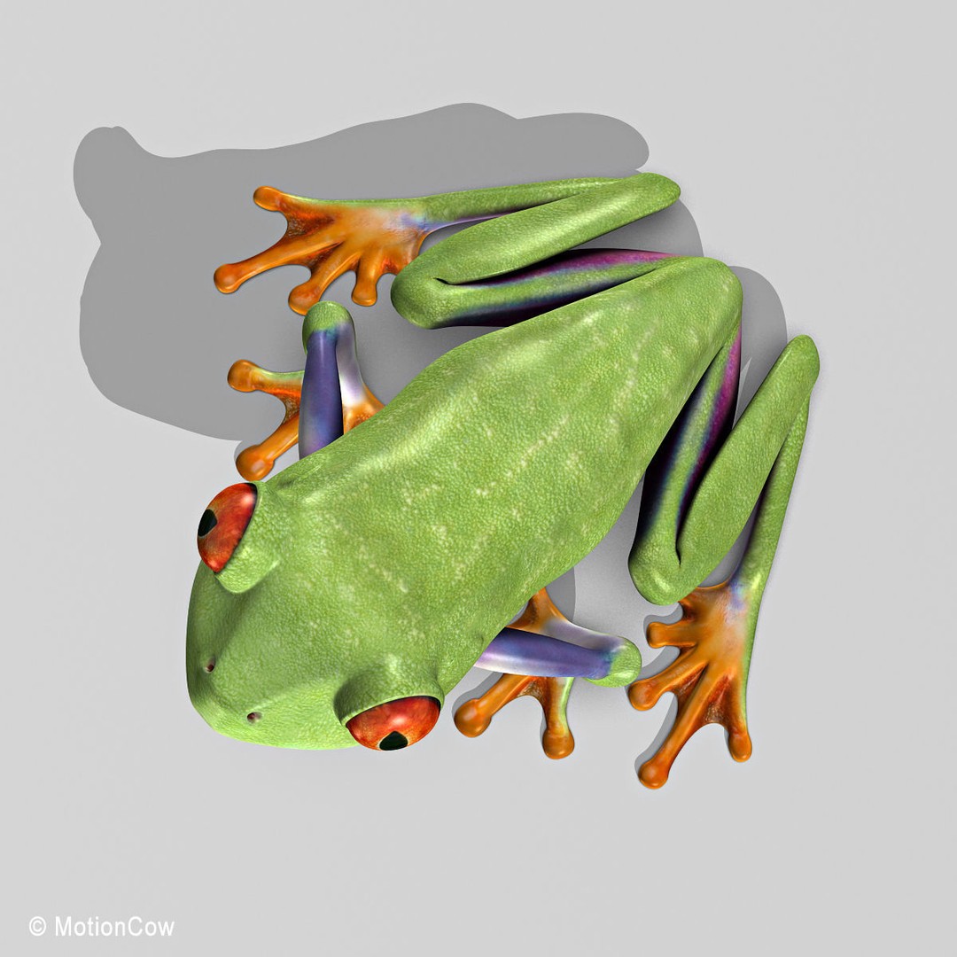 Red-Eyed Tree Frog 3D Model – Rigged PBR Animation Asset, FBX - View 16