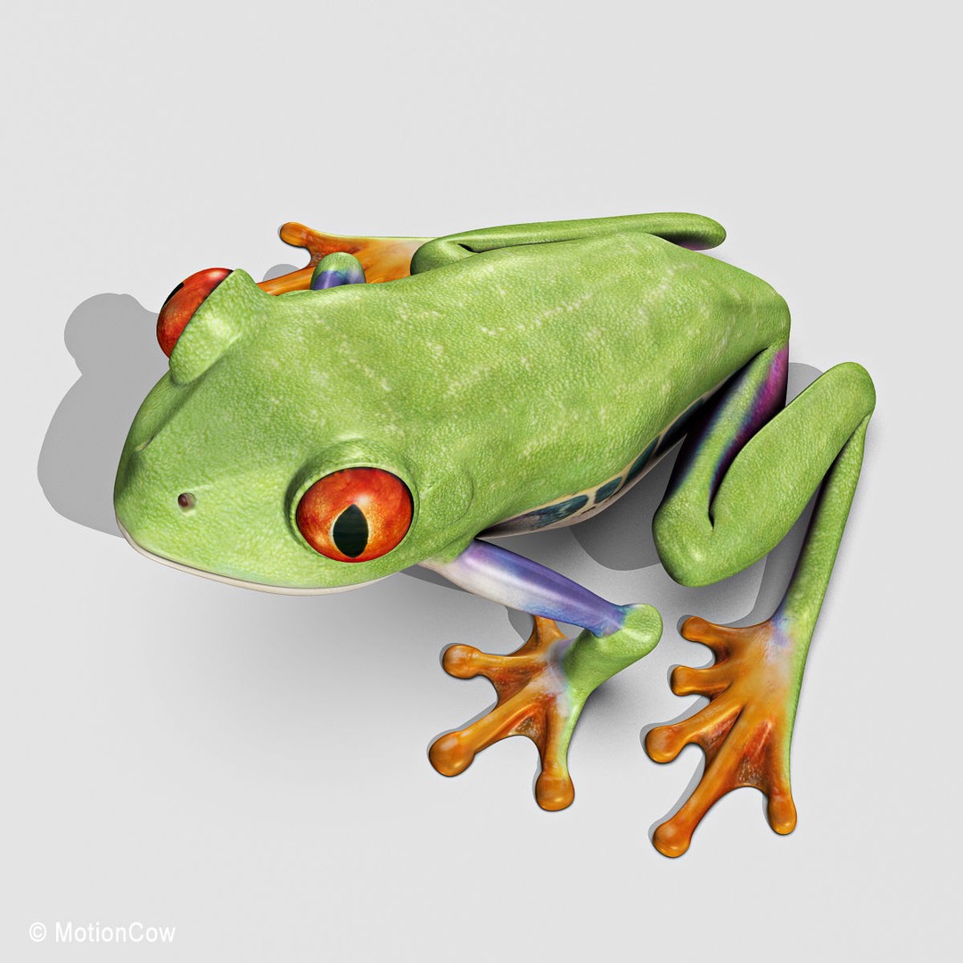 Red-Eyed Tree Frog 3D Model – Rigged PBR Animation Asset, FBX - View 17