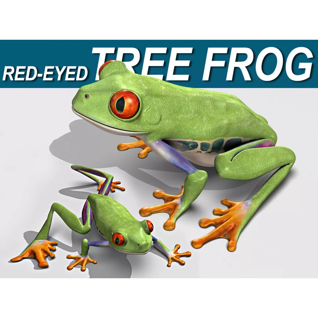 Red-Eyed Tree Frog 3D Model – Rigged PBR Animation Asset, FBX - View 2
