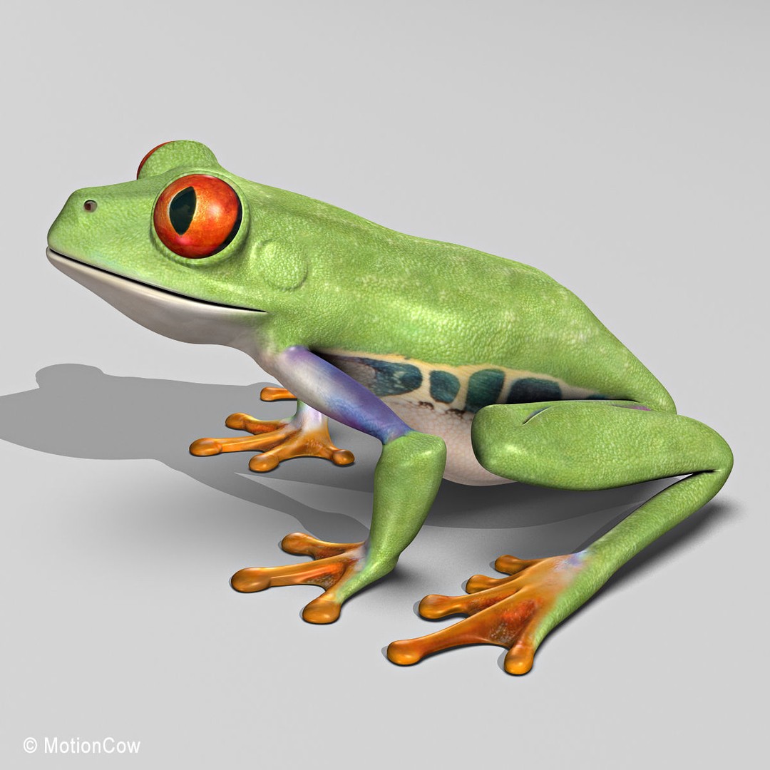 Red-Eyed Tree Frog 3D Model – Rigged PBR Animation Asset, FBX - View 3