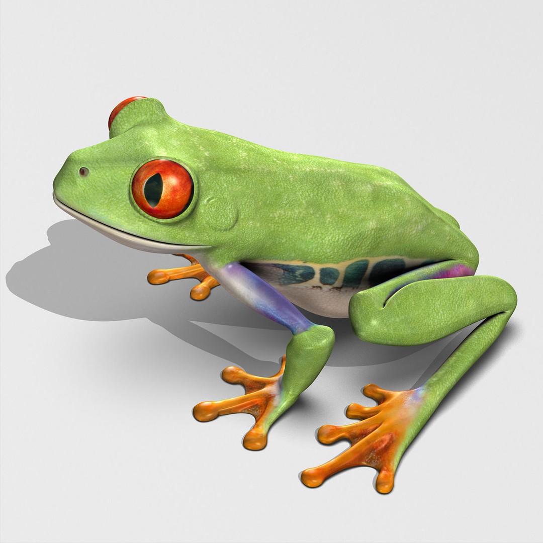 Red-Eyed Tree Frog 3D Model – Rigged PBR Animation Asset, FBX - View 4