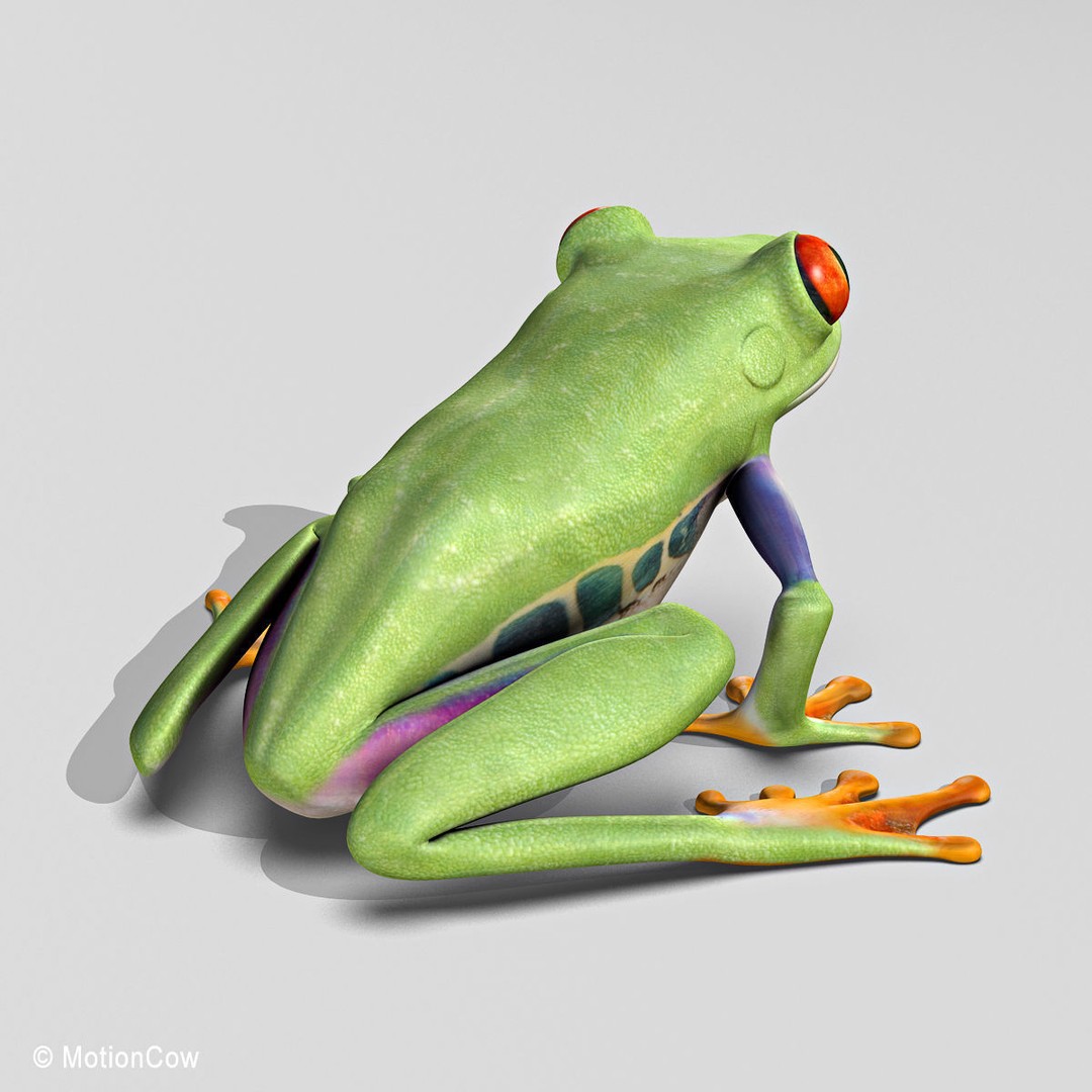Red-Eyed Tree Frog 3D Model – Rigged PBR Animation Asset, FBX - View 5