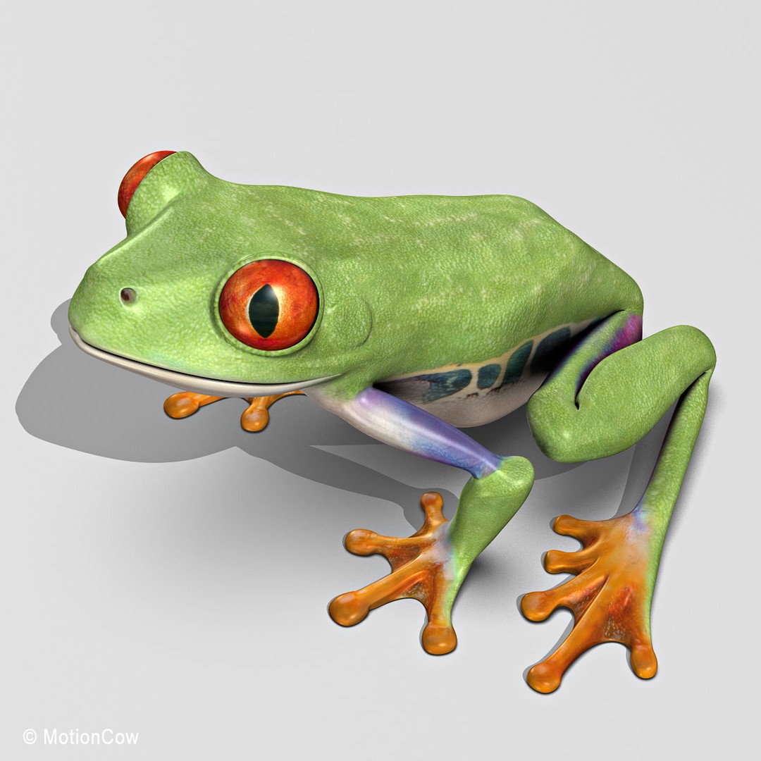 Red-Eyed Tree Frog 3D Model – Rigged PBR Animation Asset, FBX - View 6