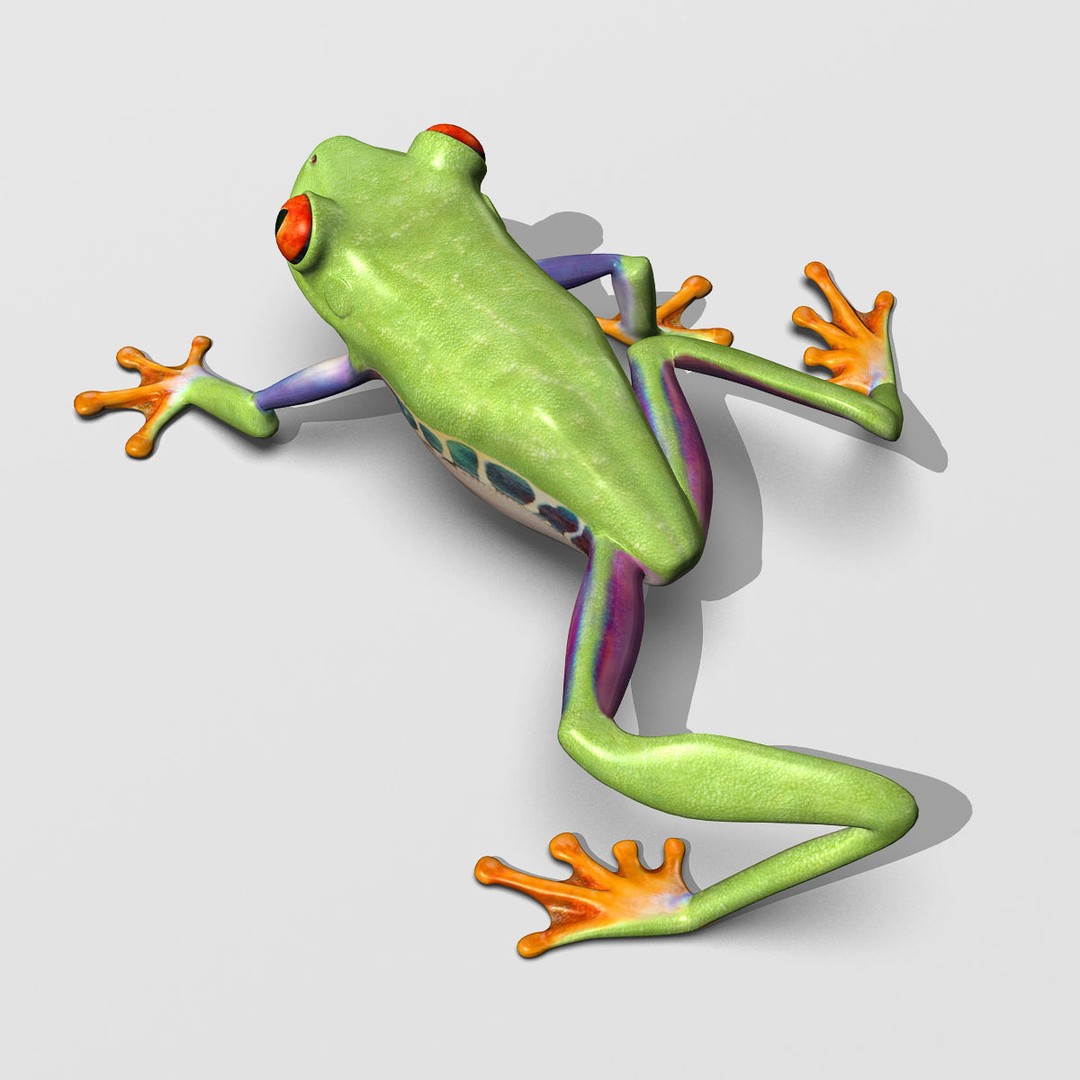 Red-Eyed Tree Frog 3D Model – Rigged PBR Animation Asset, FBX - View 8