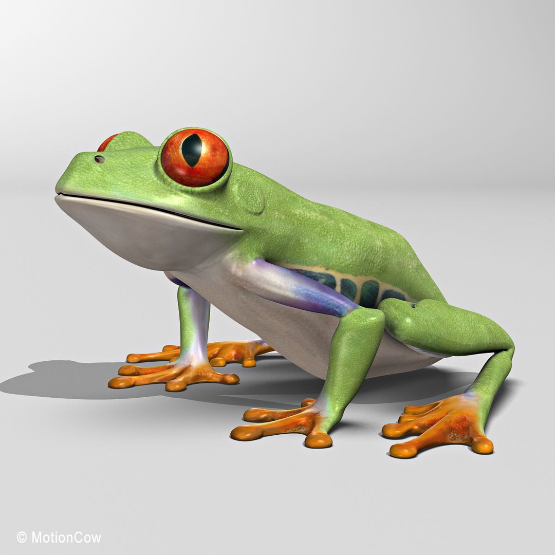 Red-Eyed Tree Frog 3D Model – Rigged PBR Animation Asset, FBX - View 9