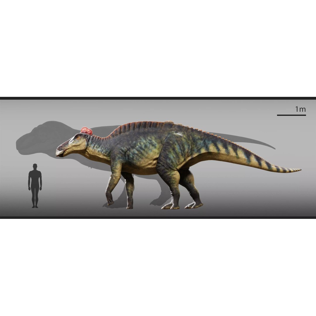 Edmontosaurus 3D Model – Low Poly Rigged Dinosaur with PBR Textures - View 12