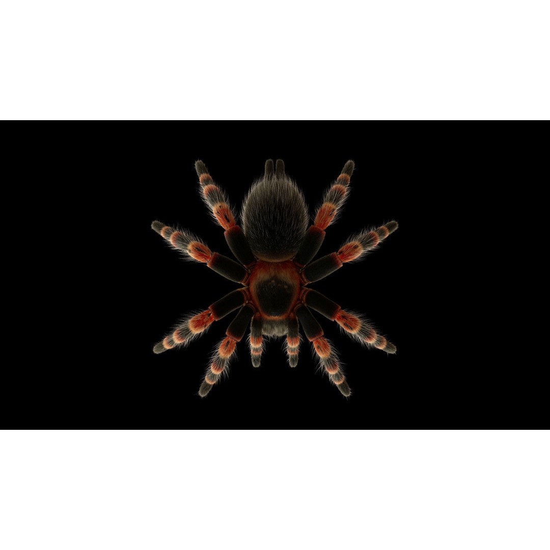 Tarantula 3D Model – Low Poly Rigged Insect with PBR Textures - View 10