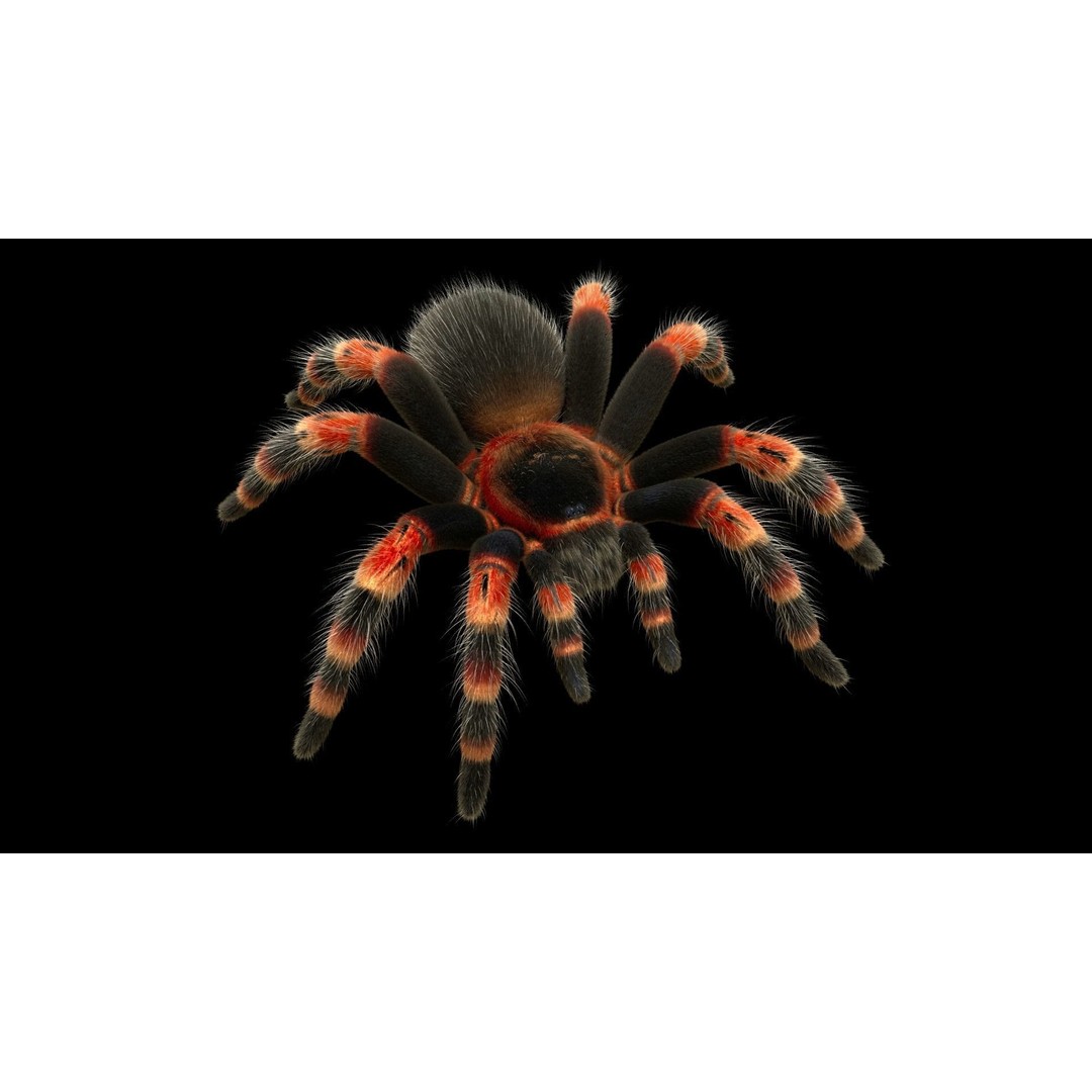 Tarantula 3D Model – Low Poly Rigged Insect with PBR Textures - View 11