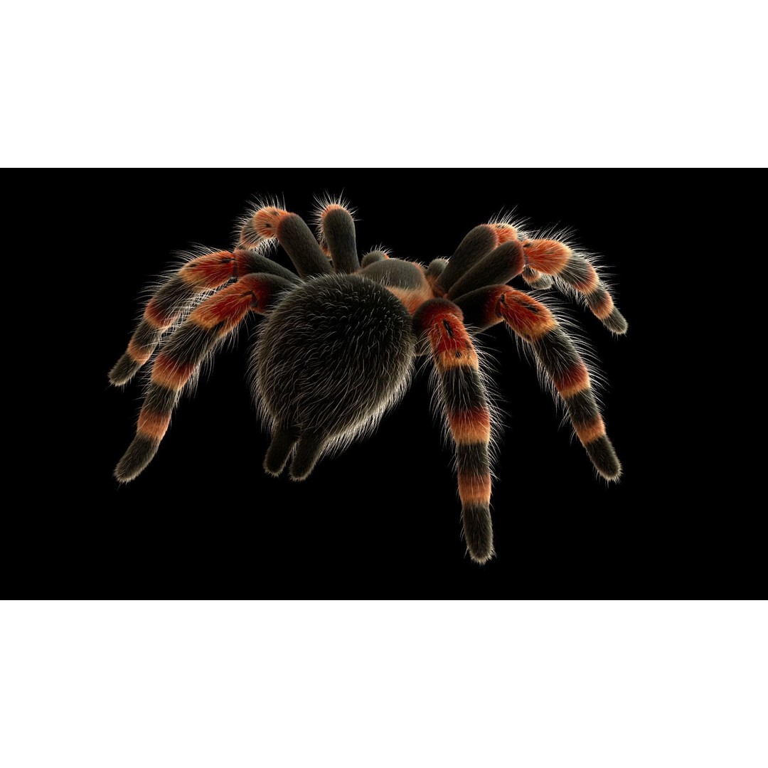 Tarantula 3D Model – Low Poly Rigged Insect with PBR Textures - View 12