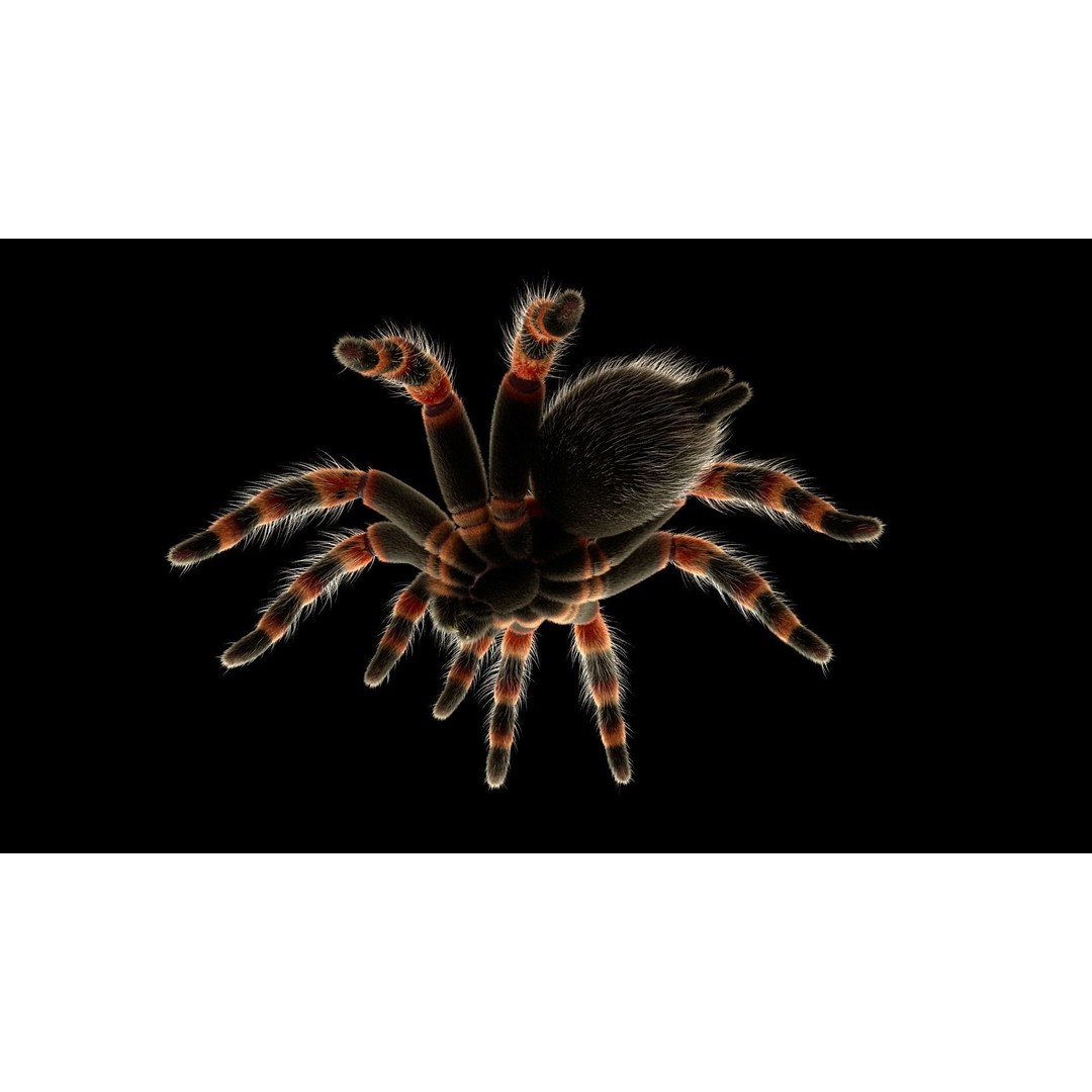 Tarantula 3D Model – Low Poly Rigged Insect with PBR Textures - View 13