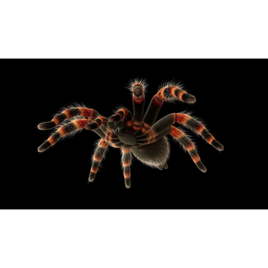 Tarantula 3D Model – Low Poly Rigged Insect with PBR Textures - View 14