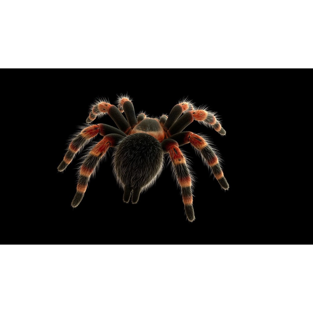 Tarantula 3D Model – Low Poly Rigged Insect with PBR Textures - View 15