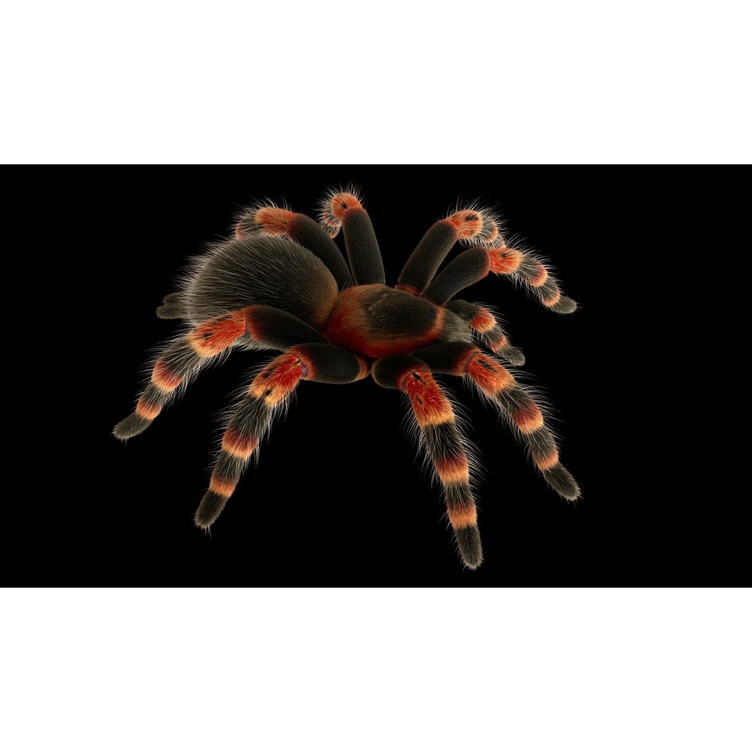 Tarantula 3D Model – Low Poly Rigged Insect with PBR Textures - View 16