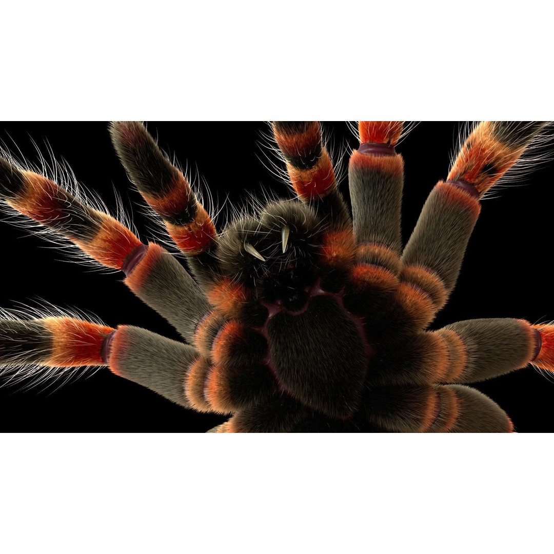 Tarantula 3D Model – Low Poly Rigged Insect with PBR Textures - View 17