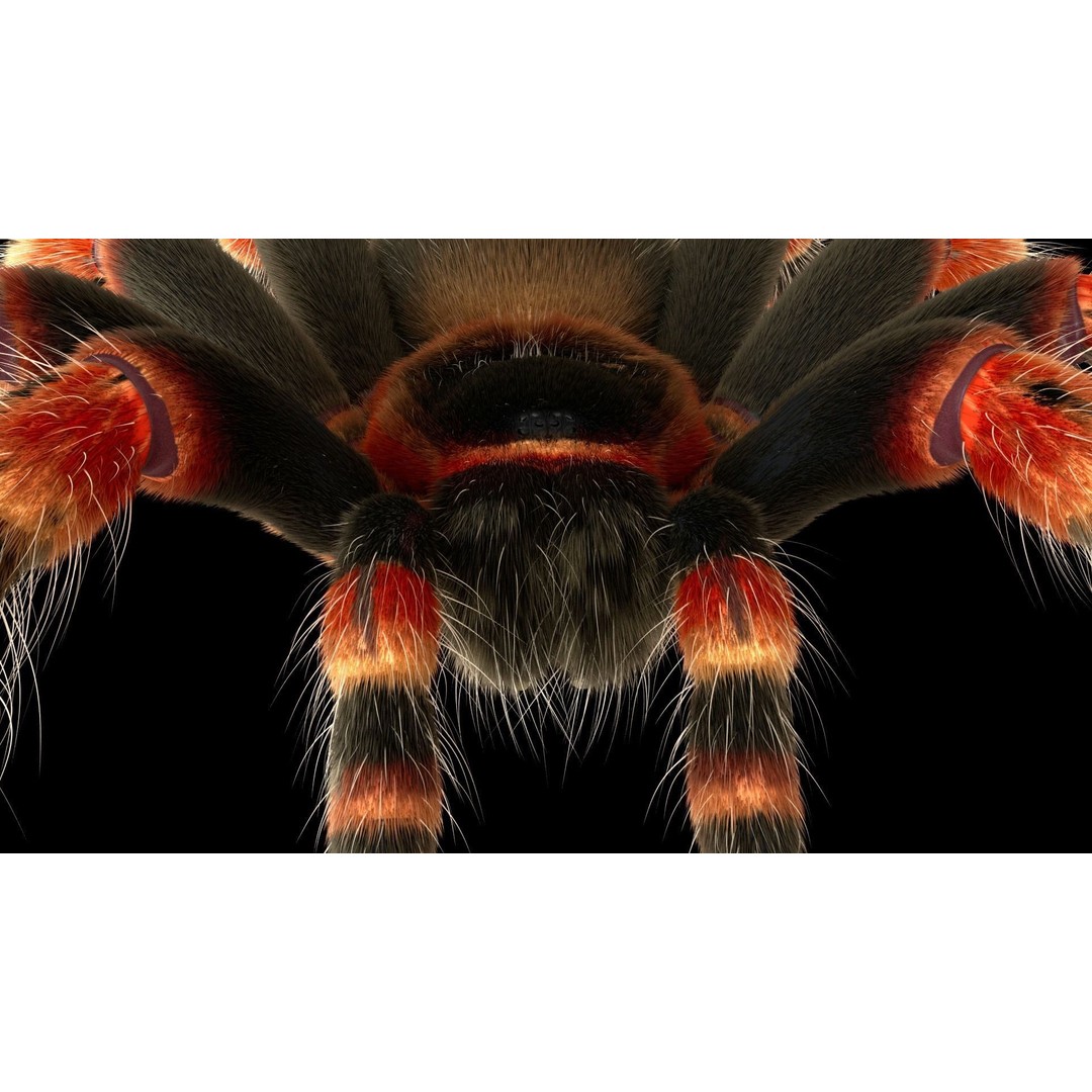Tarantula 3D Model – Low Poly Rigged Insect with PBR Textures - View 18