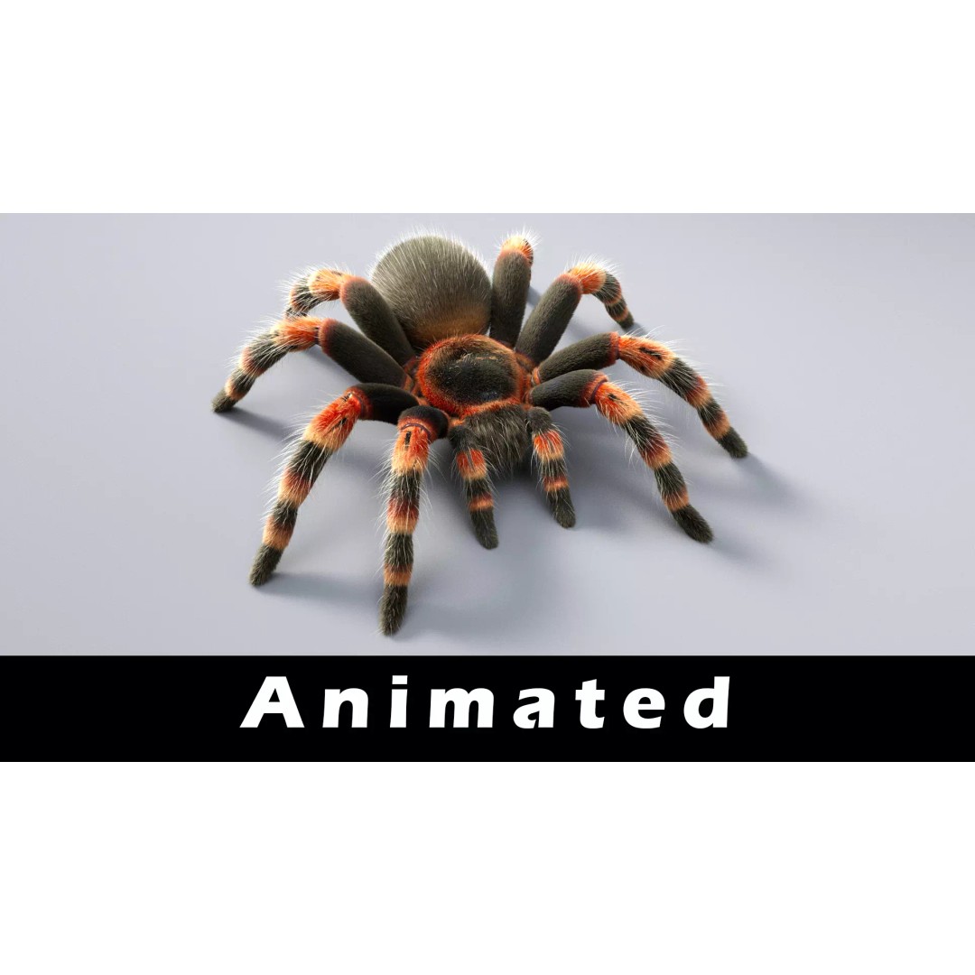Tarantula 3D Model – Low Poly Rigged Insect with PBR Textures - View 2