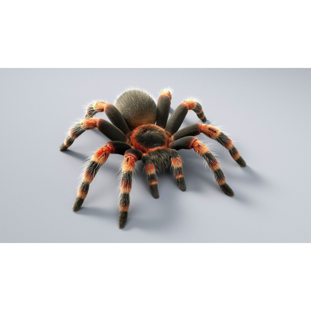 Tarantula 3D Model – Low Poly Rigged Insect with PBR Textures - View 3