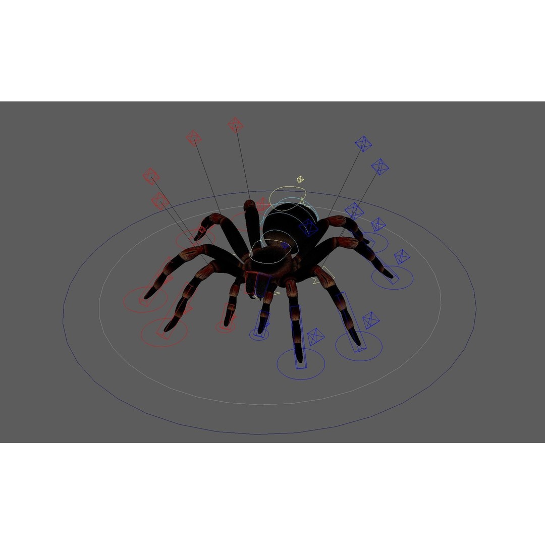 Tarantula 3D Model – Low Poly Rigged Insect with PBR Textures - View 4