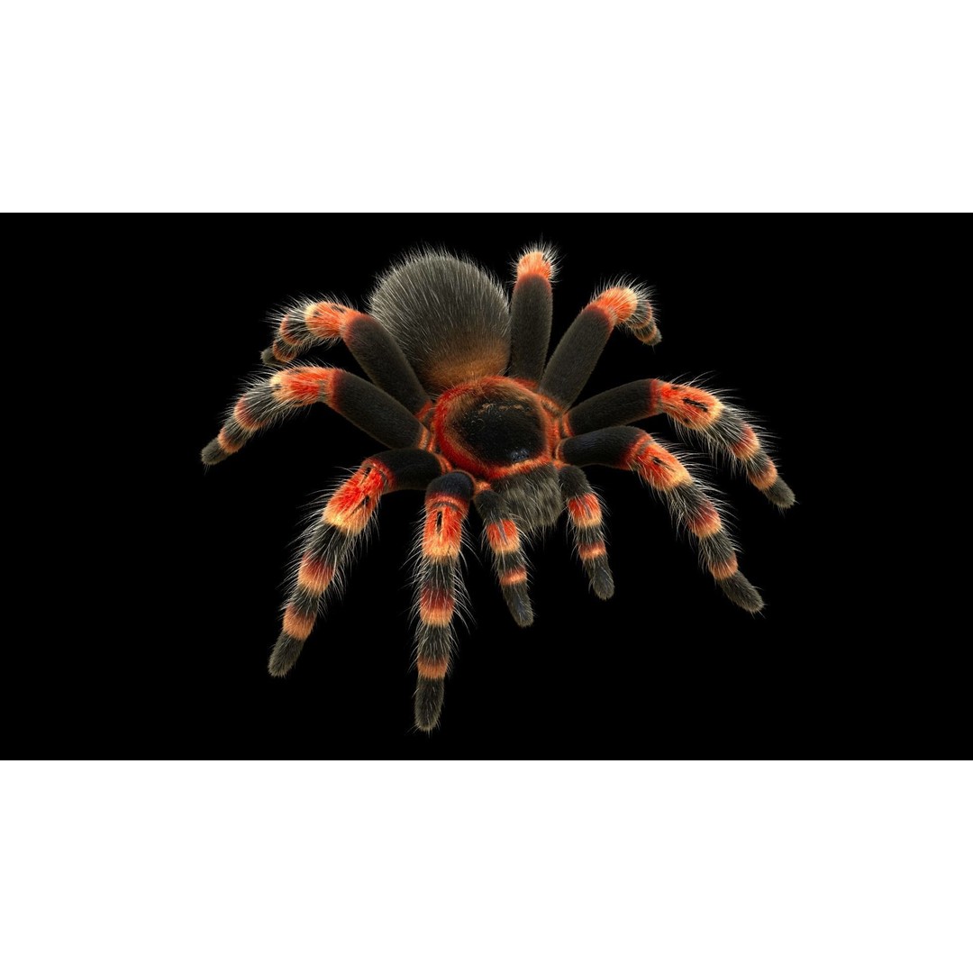 Tarantula 3D Model – Low Poly Rigged Insect with PBR Textures - View 5