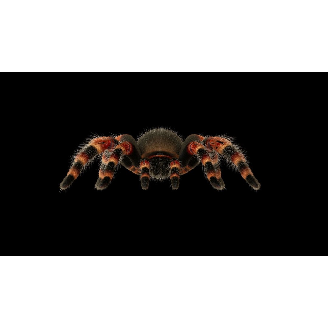 Tarantula 3D Model – Low Poly Rigged Insect with PBR Textures - View 6