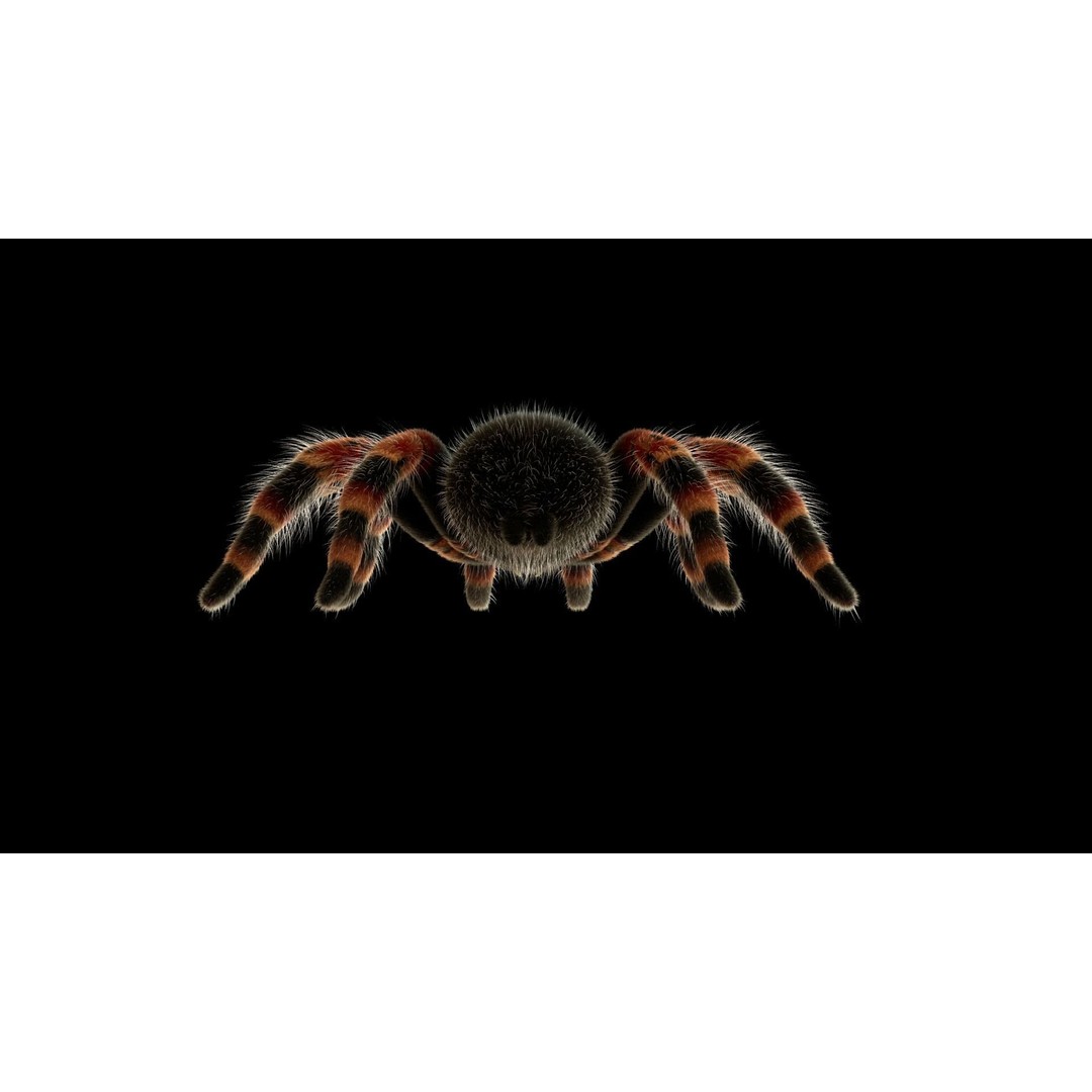 Tarantula 3D Model – Low Poly Rigged Insect with PBR Textures - View 7