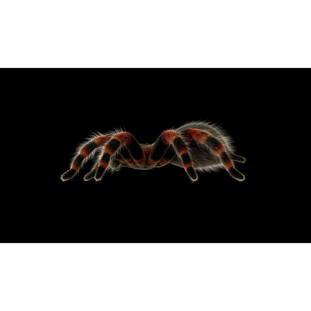 Tarantula 3D Model – Low Poly Rigged Insect with PBR Textures - View 8