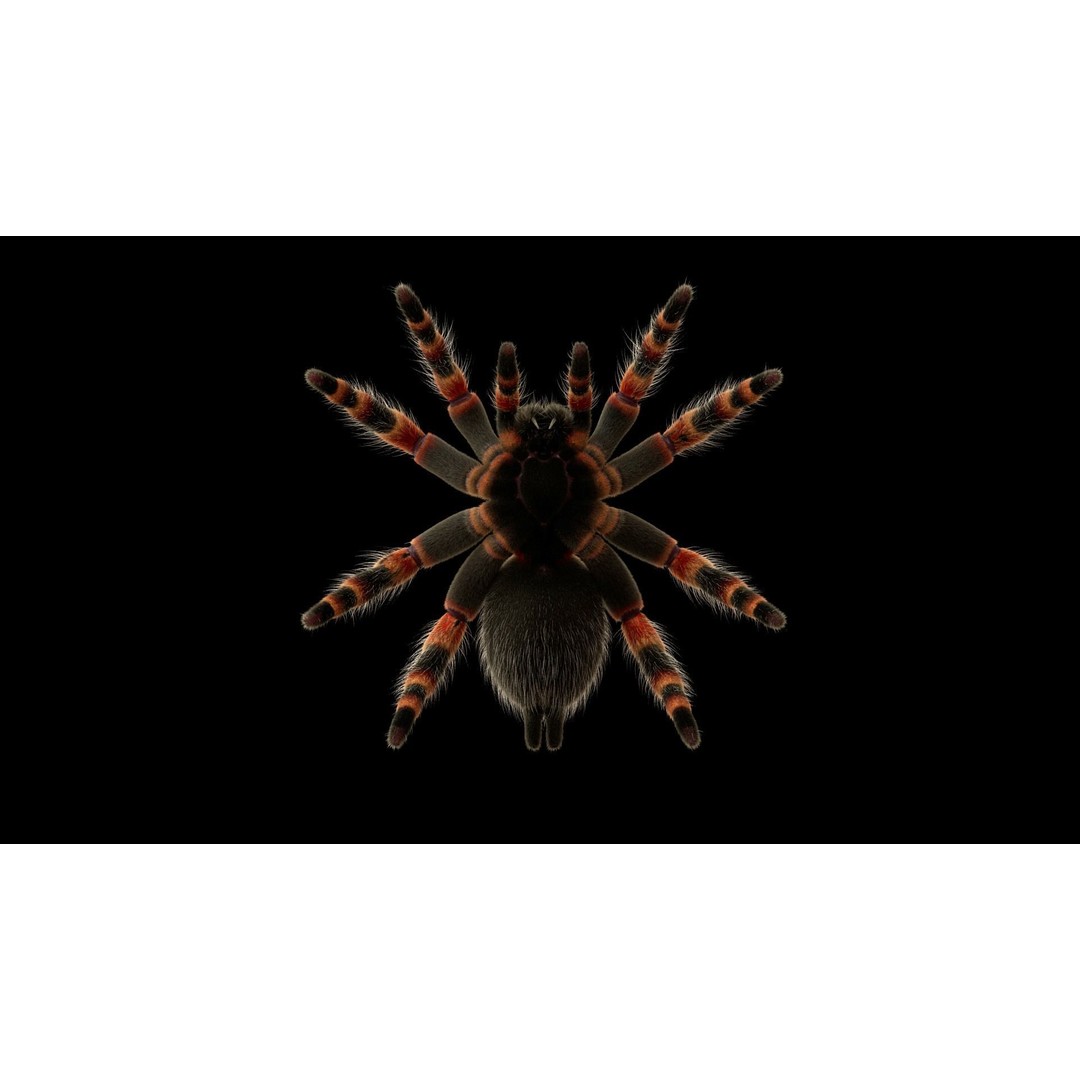 Tarantula 3D Model – Low Poly Rigged Insect with PBR Textures - View 9