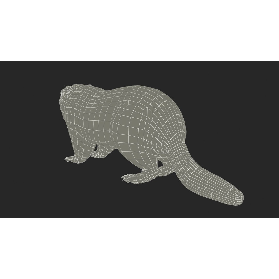 Marmot Beaver 3D Model – Low Poly Game Asset with Animations