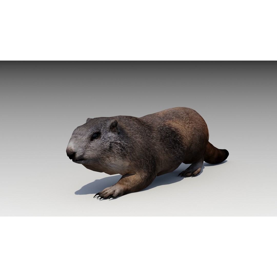 Marmot Beaver 3D Model – Low Poly Game Asset with Animations - View 11