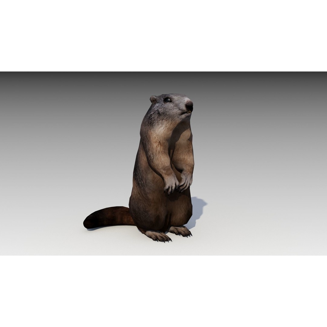 Marmot Beaver 3D Model – Low Poly Game Asset with Animations - View 12