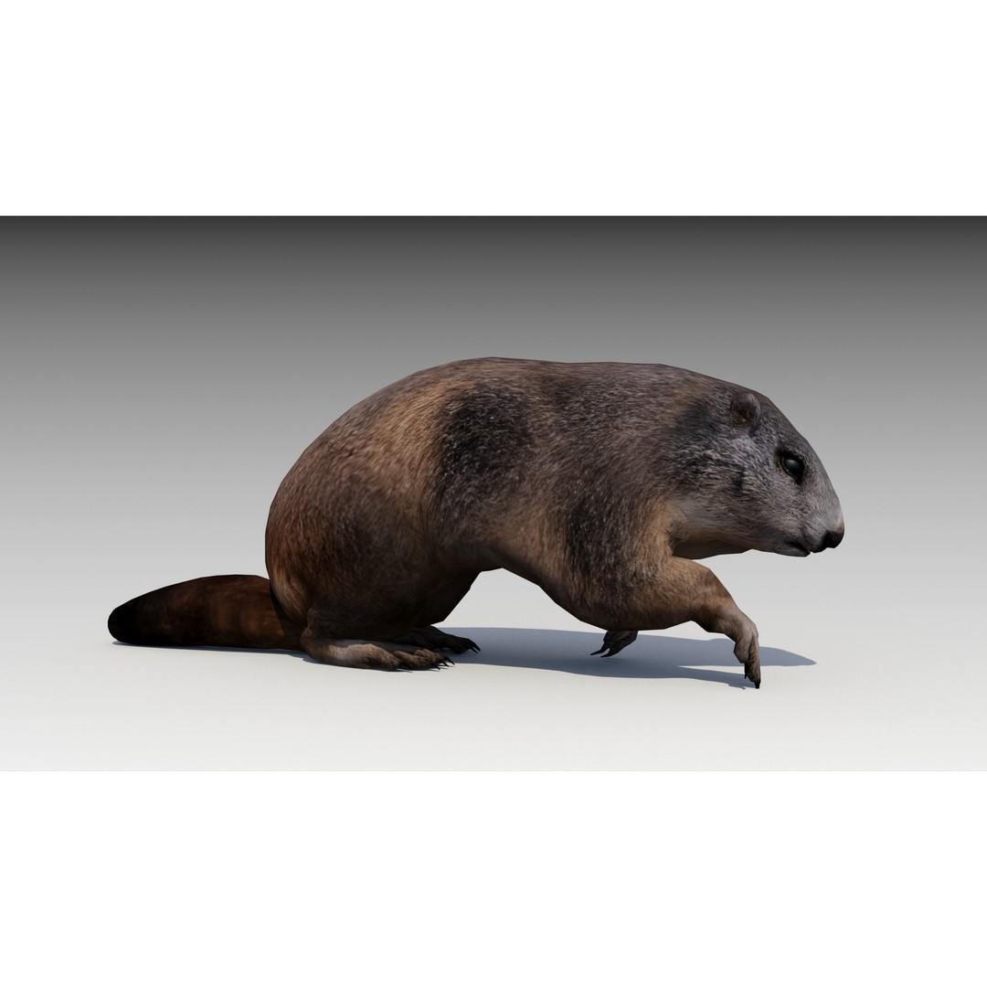 Marmot Beaver 3D Model – Low Poly Game Asset with Animations - View 13