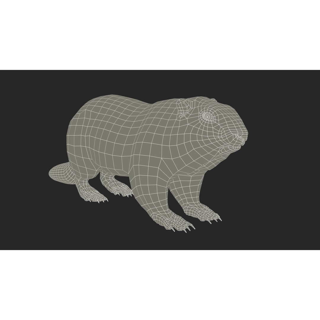 Marmot Beaver 3D Model – Low Poly Game Asset with Animations - View 14
