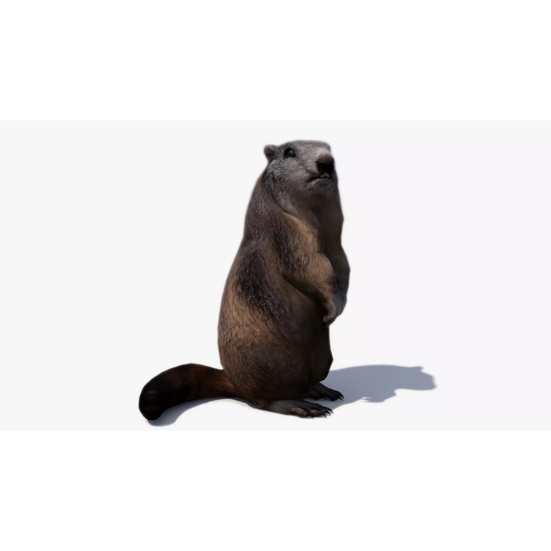 Marmot Beaver 3D Model – Low Poly Game Asset with Animations - View 2