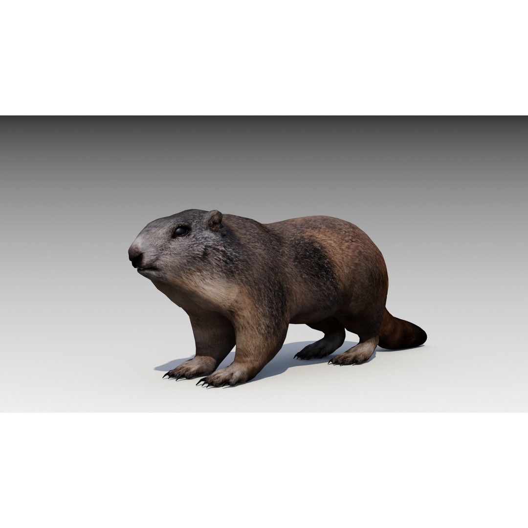 Marmot Beaver 3D Model – Low Poly Game Asset with Animations - View 3