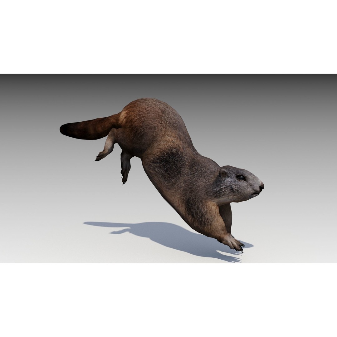 Marmot Beaver 3D Model – Low Poly Game Asset with Animations - View 4
