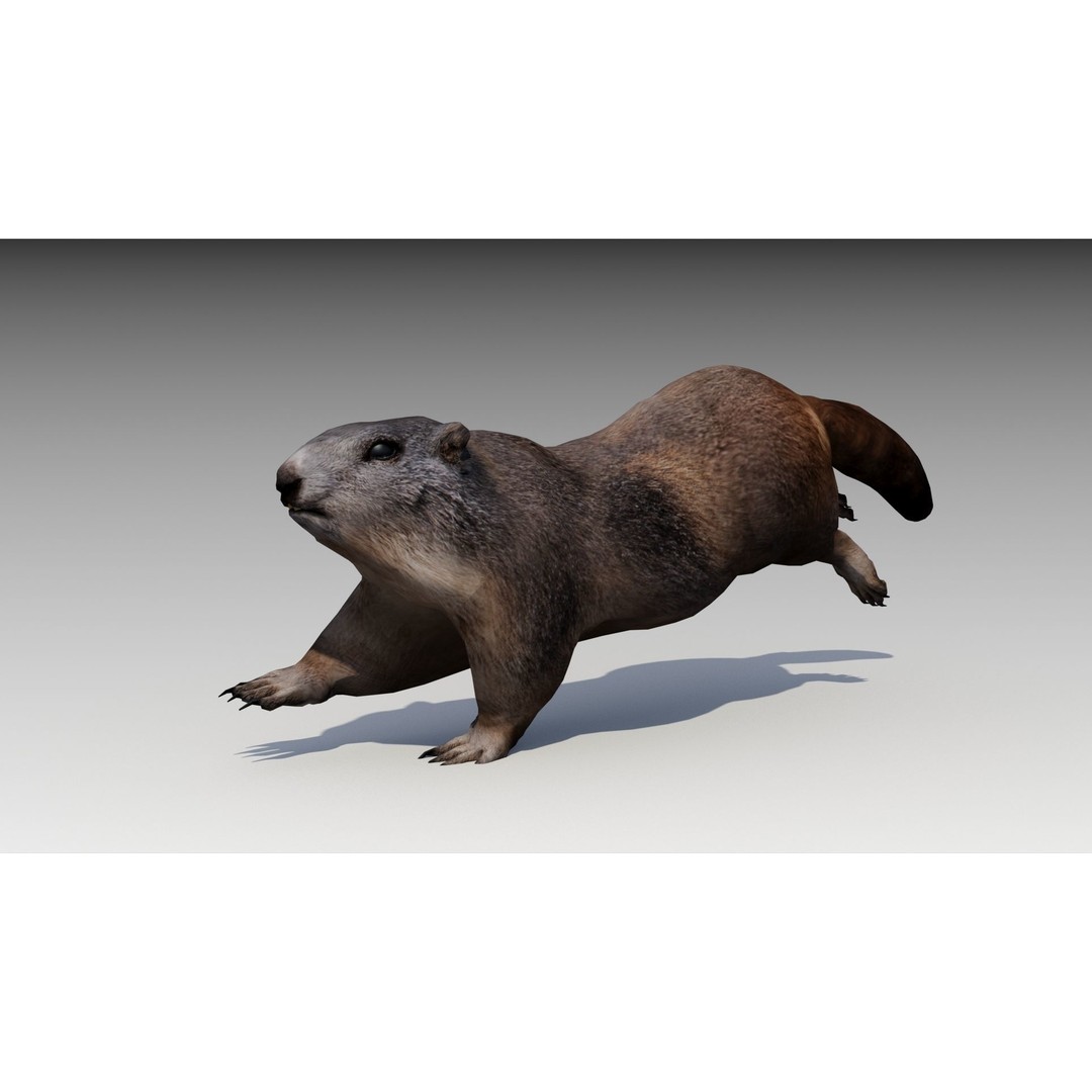 Marmot Beaver 3D Model – Low Poly Game Asset with Animations - View 5