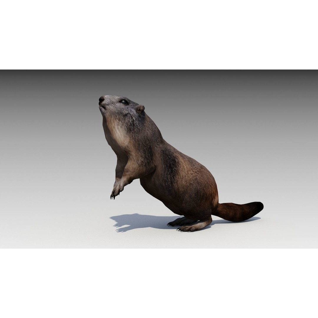 Marmot Beaver 3D Model – Low Poly Game Asset with Animations - View 6