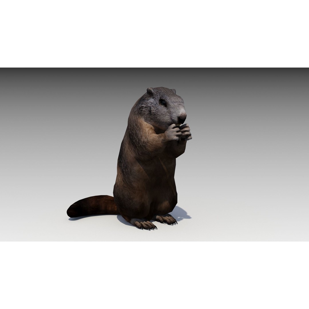 Marmot Beaver 3D Model – Low Poly Game Asset with Animations - View 7