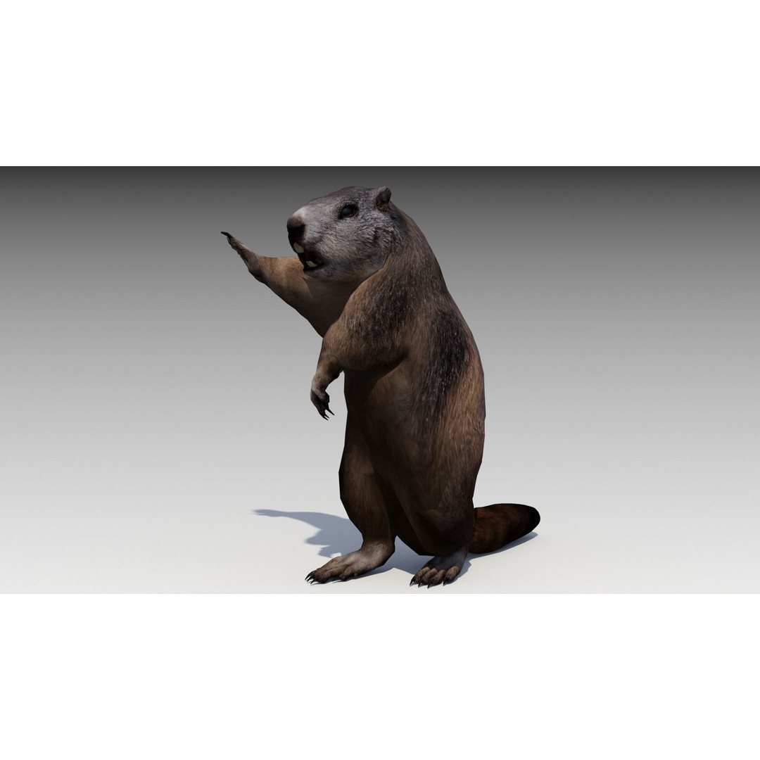 Marmot Beaver 3D Model – Low Poly Game Asset with Animations - View 9
