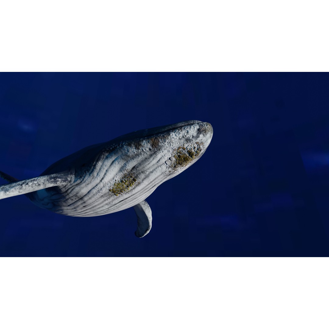 Humpback Whale 3D Model – Animated Low Poly Rigged Asset, FBX - View 10