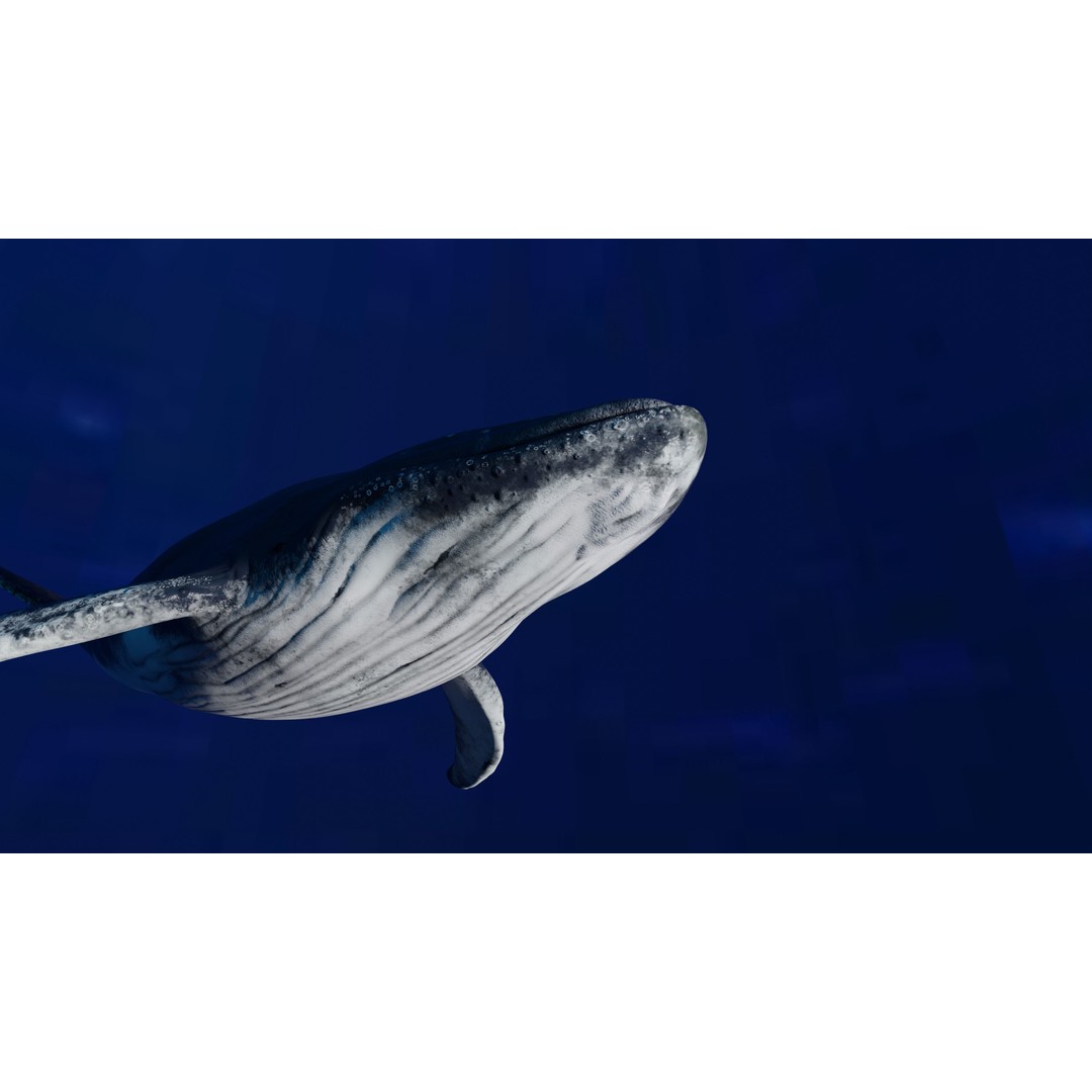 Humpback Whale 3D Model – Animated Low Poly Rigged Asset, FBX - View 11